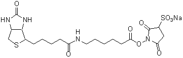 Biotin-AC5 Sulfo-OSu