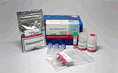 Alkaline Phosphatase Labeling Kit - NH2