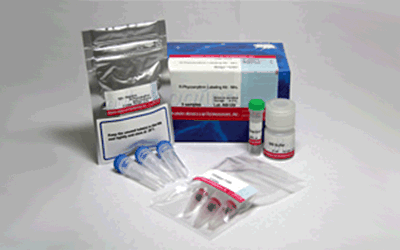 R-phycoerythrin Labeling Kit-NH2