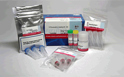 R-phycoerythrin Labeling Kit-SH