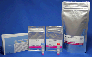 Mitophagy Detection Kit